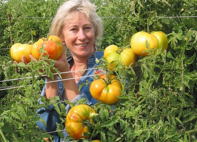 🍅 Pineapple Tomato Seeds – Sweet, Juicy, and Easy to Grow  Bring the joy of homegrown tomatoes to your garden or balcony!