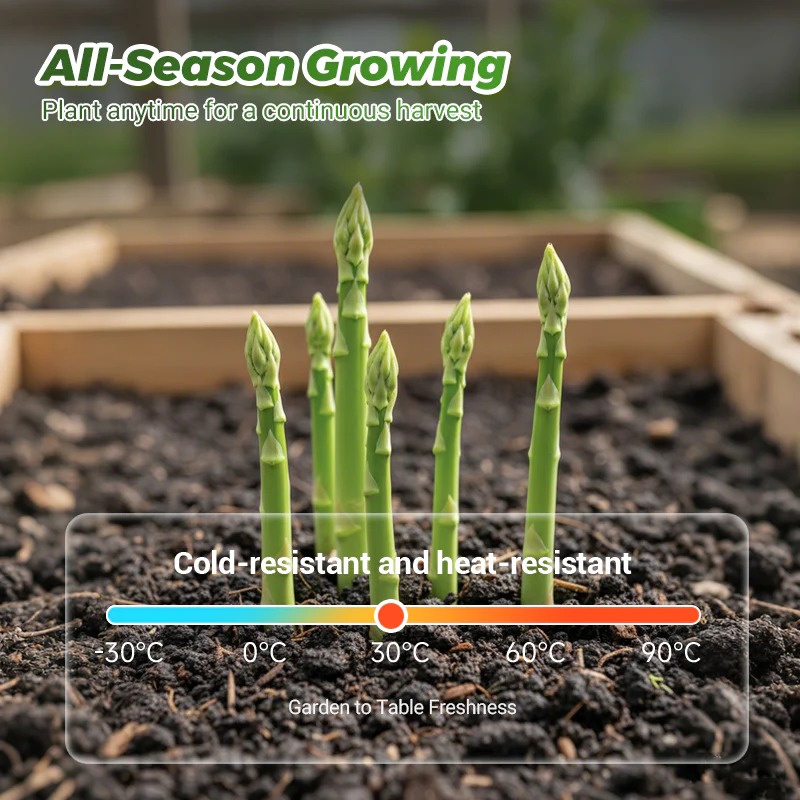 🥦 Graines d’asperges vertes de qualité supérieure – haut taux de germination