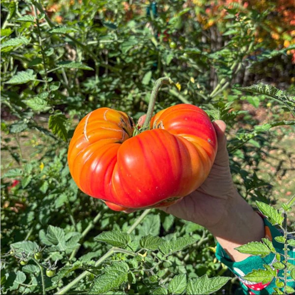 🍅 Pineapple Tomato Seeds – Sweet, Juicy, and Easy to Grow  Bring the joy of homegrown tomatoes to your garden or balcony!