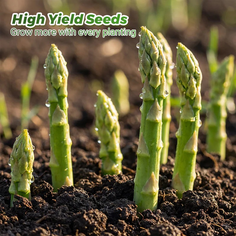 🥦 Graines d’asperges vertes de qualité supérieure – haut taux de germination