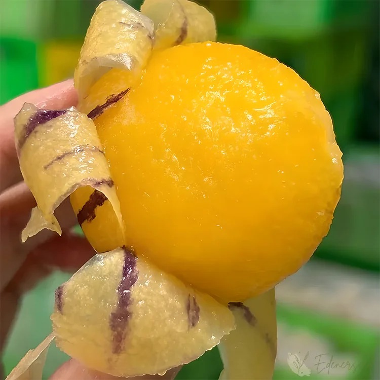 🌿 Graines de baies de ginseng — Faciles à cultiver 🌱