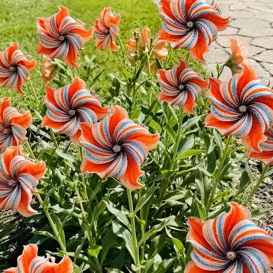 🌺 Graines rares d'hibiscus doubles 2026 | Fleurs généreuses aux pétales superposés