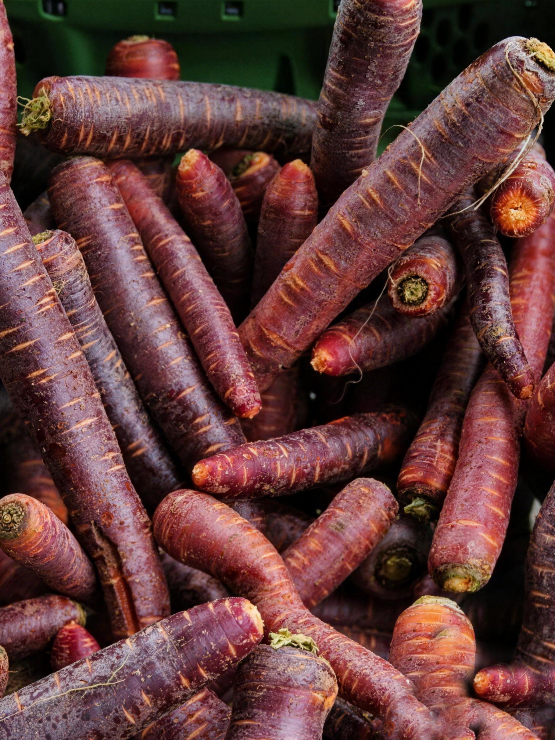 🥕 Carotte Jade Violet – Anthocyanes naturels, croquante et sucrée