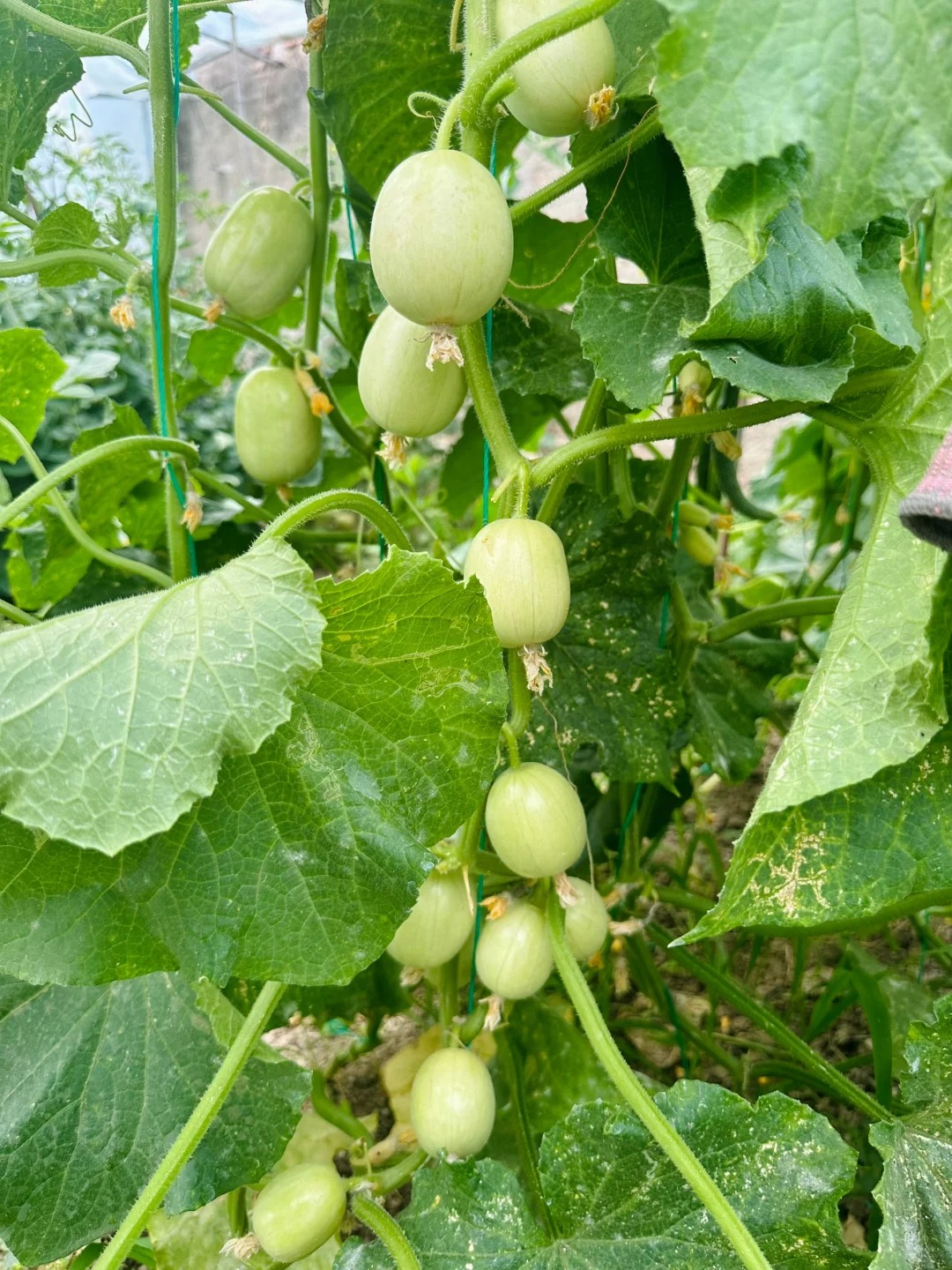 🌱Nasiona Ogórka🌿✨