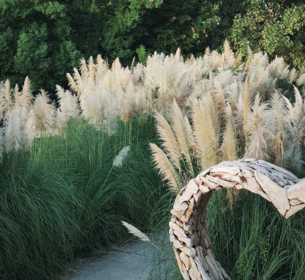 🌾Nasiona Trawy Pampasowej (Kortaderia) 🌿 – Egzotyczny Akcent w Twoim Ogrodzie