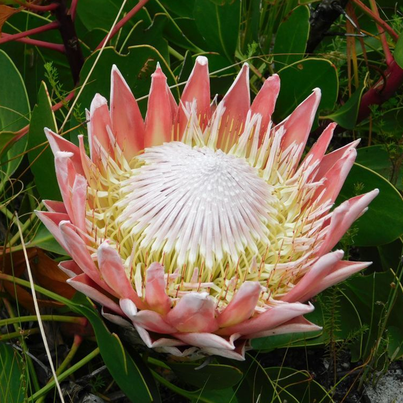 🌸【Ograniczona edycja wiosenna】👑Nasiona protei królewskiej