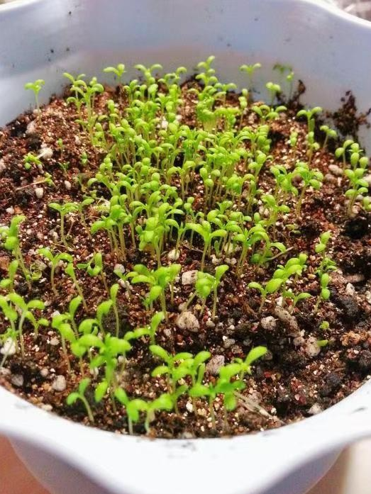 🌸 Semená chrpy – Neustále kvitnúca kvetinová krása od jari až po zimu 🌿