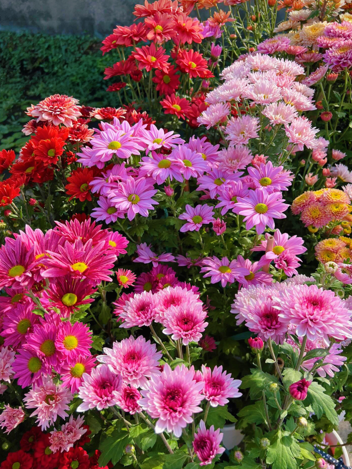 🌸 Semená chrpy – Neustále kvitnúca kvetinová krása od jari až po zimu 🌿