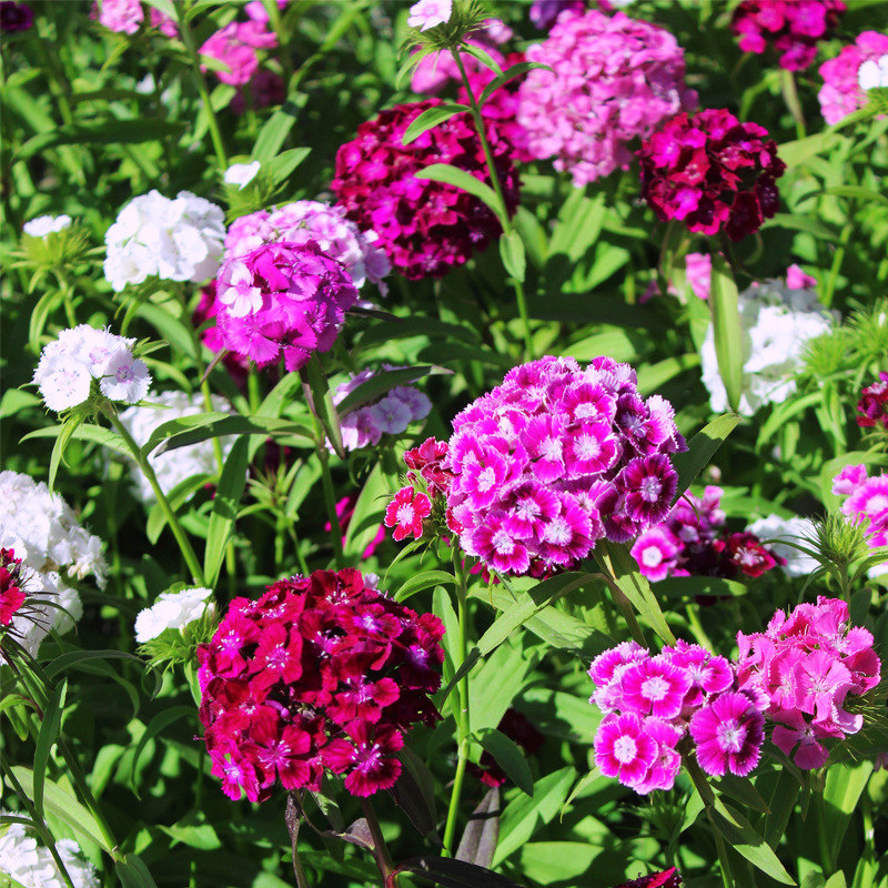 🌸 Goździki -Kolorowy Akcent w Twoim Ogrodzie!