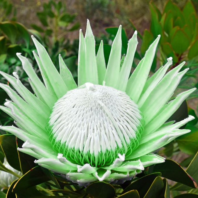 🌸【Ograniczona edycja wiosenna】👑Nasiona protei królewskiej