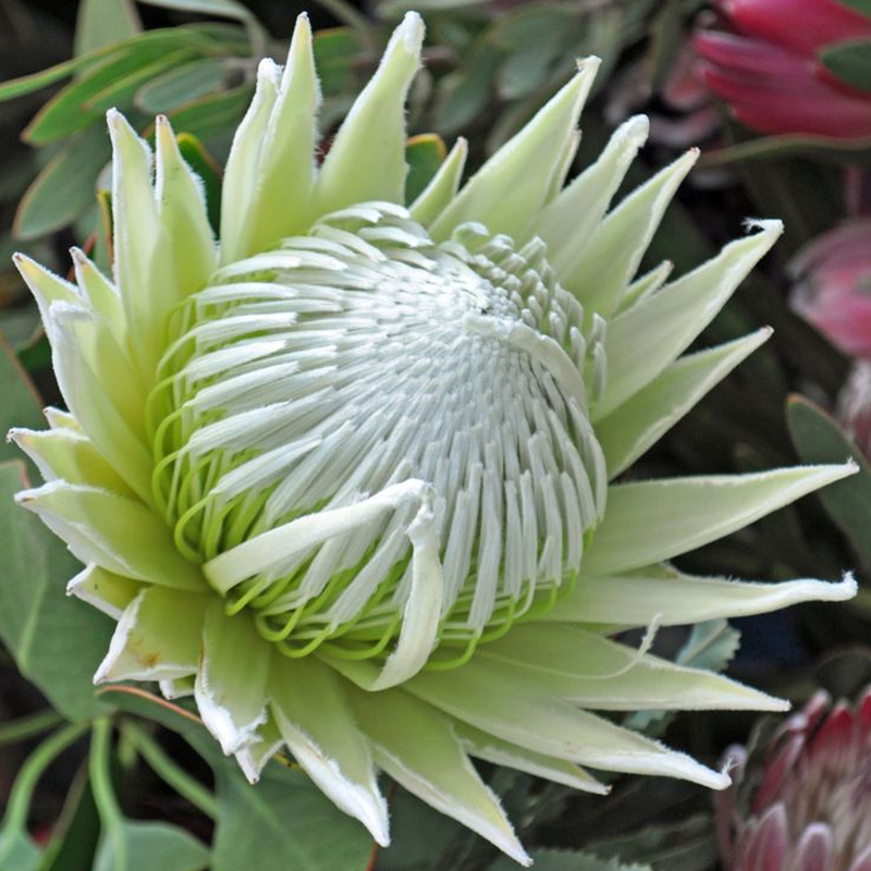 🌸【Ograniczona edycja wiosenna】👑Nasiona protei królewskiej