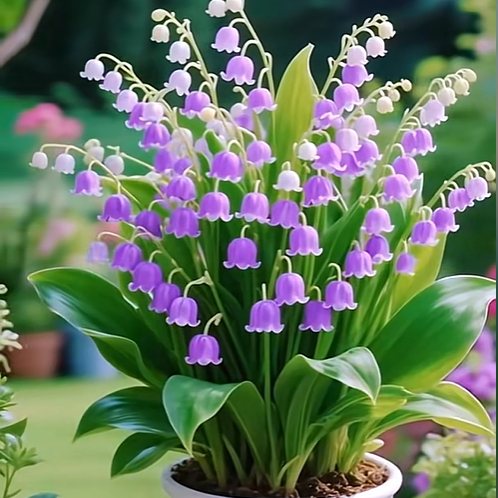 💐 Konwalia – Powodzenia i Szczęścia w Twoim Ogrodzie