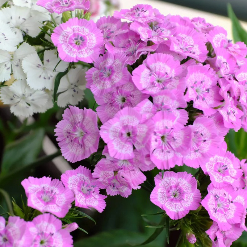 🌸 Goździki -Kolorowy Akcent w Twoim Ogrodzie!