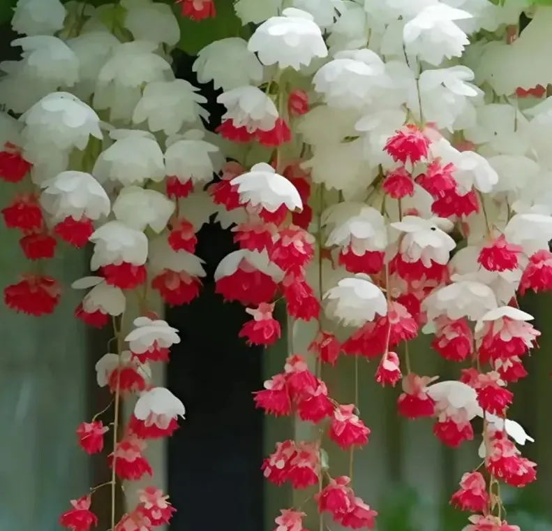 Nasiona Begonii - Wielokolorowa Mieszanka