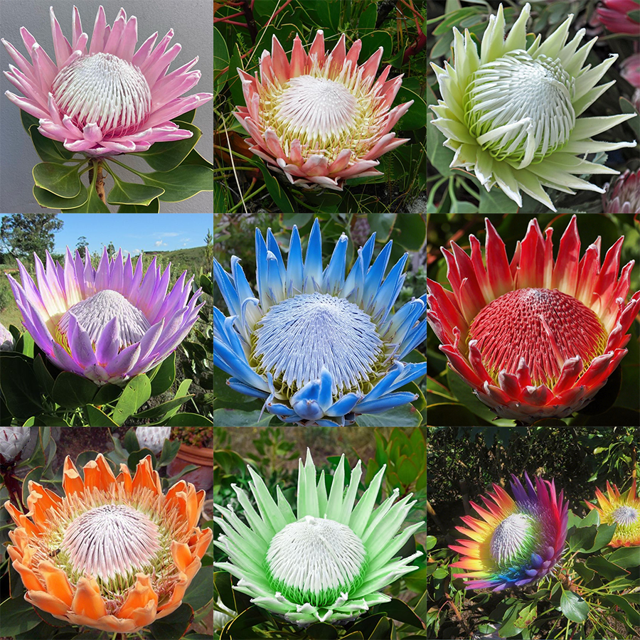 🌸【Ograniczona edycja wiosenna】👑Nasiona protei królewskiej