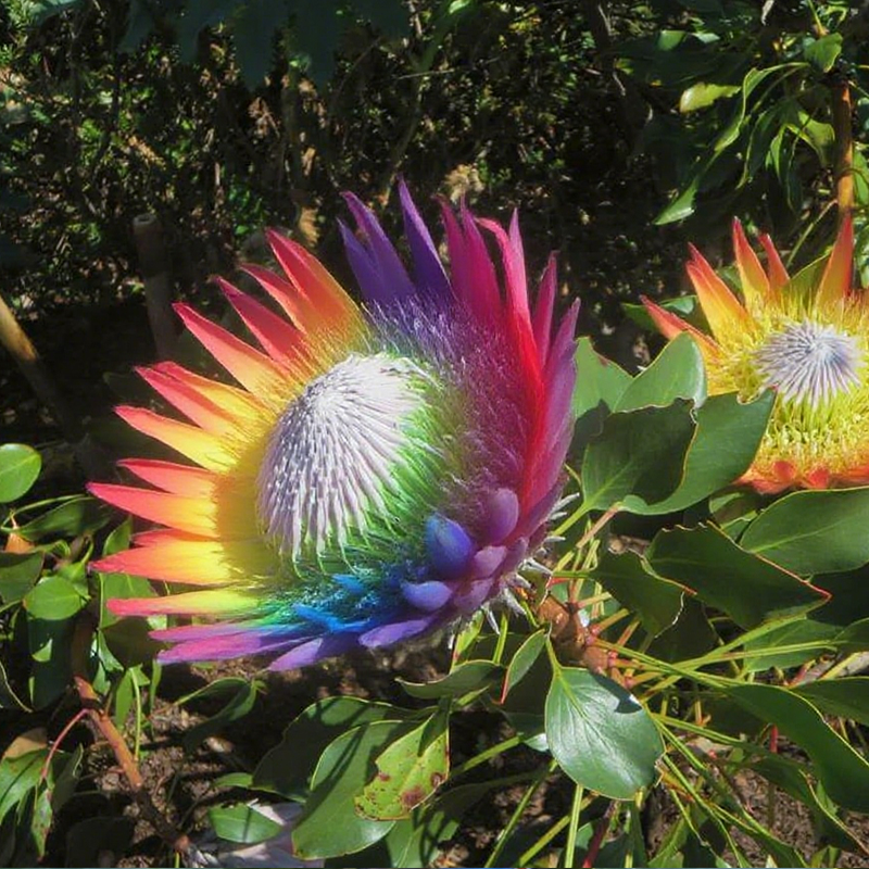 🌸【Ograniczona edycja wiosenna】👑Nasiona protei królewskiej