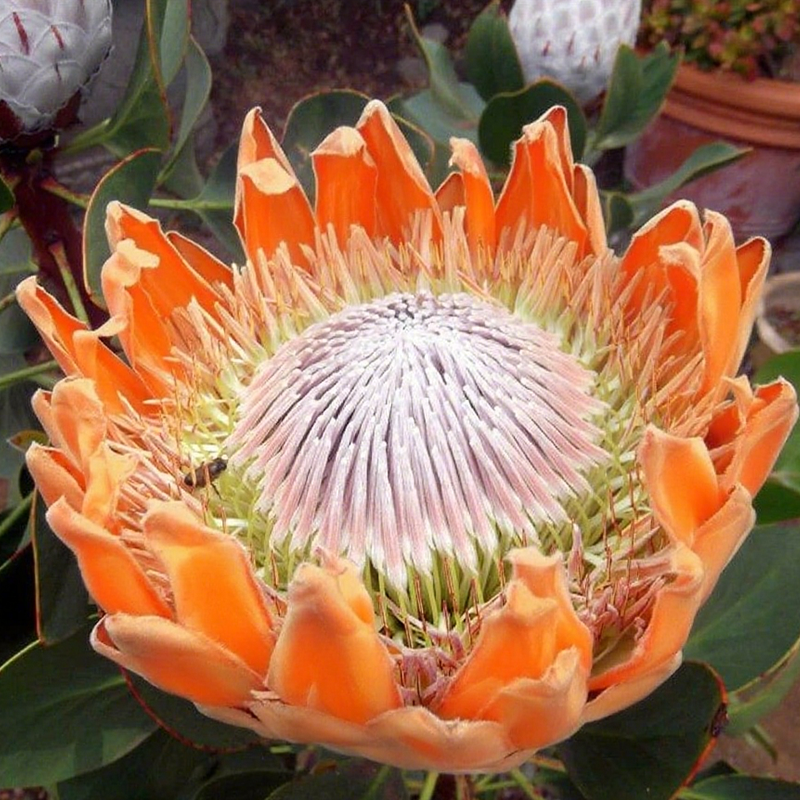 🌸【Ograniczona edycja wiosenna】👑Nasiona protei królewskiej