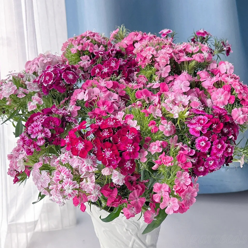 🌸 Goździki -Kolorowy Akcent w Twoim Ogrodzie!