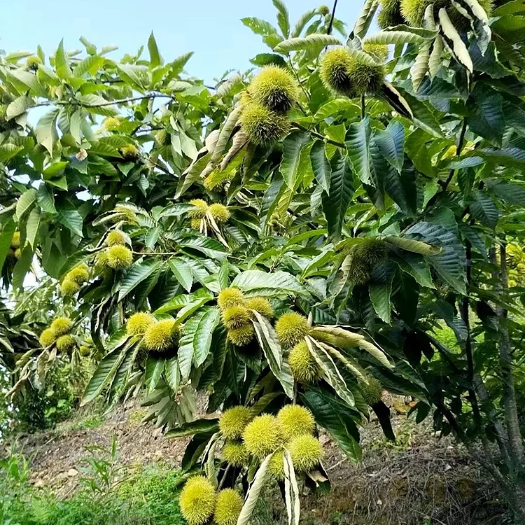 🌰 Nasiona Kasztana Jadalnego Karłowego – Słodkie i Aromatyczne Orzechy