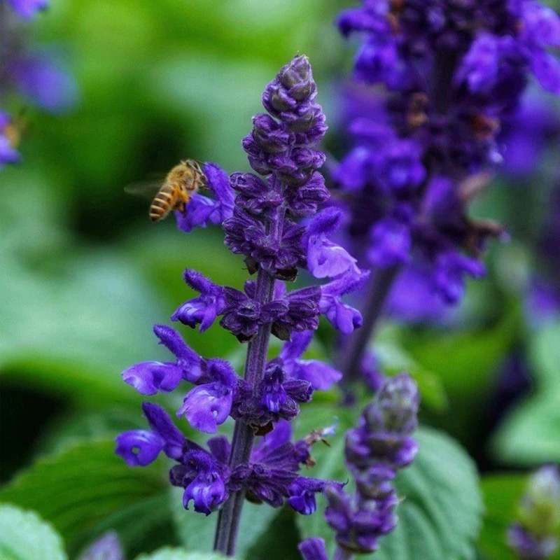 💜Nasiona Lawendy Wąskolistnej | Mrozoodporna | Wysoka Kiełkowość