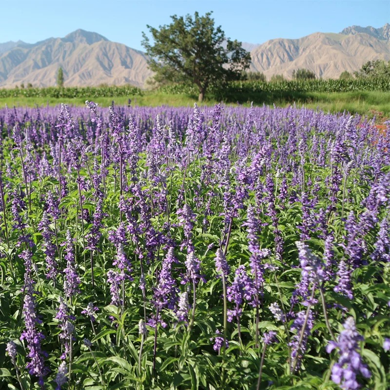 💜Nasiona Lawendy Wąskolistnej | Mrozoodporna | Wysoka Kiełkowość