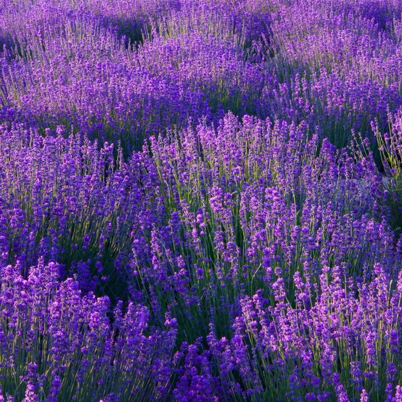 💜Nasiona Lawendy Wąskolistnej | Mrozoodporna | Wysoka Kiełkowość