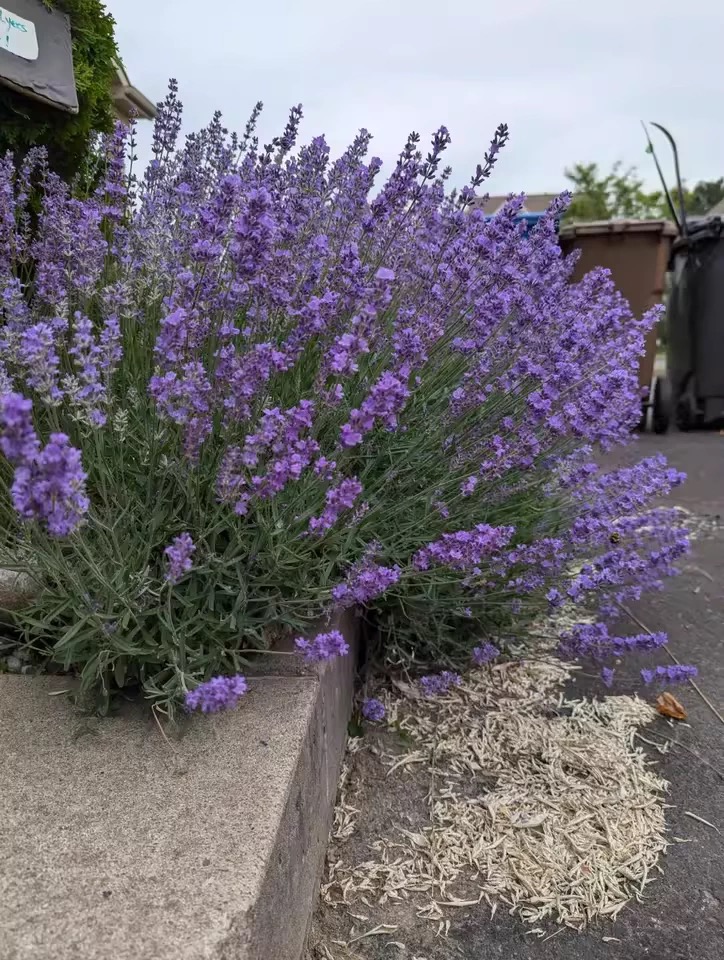 💜Nasiona Lawendy Wąskolistnej | Mrozoodporna | Wysoka Kiełkowość
