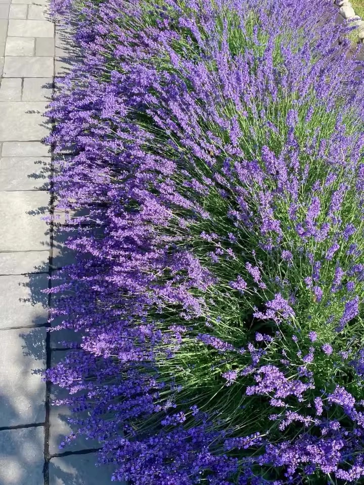 💜Nasiona Lawendy Wąskolistnej | Mrozoodporna | Wysoka Kiełkowość