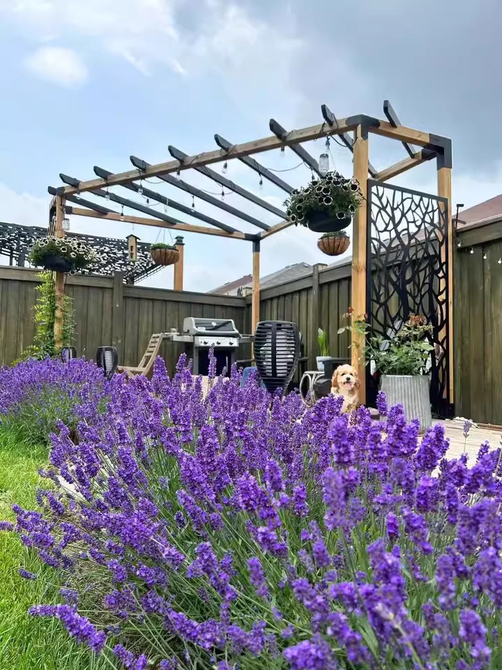 💜Nasiona Lawendy Wąskolistnej | Mrozoodporna | Wysoka Kiełkowość