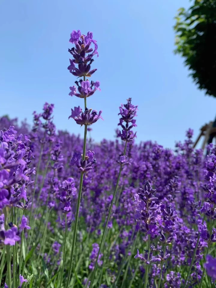 💜Nasiona Lawendy Wąskolistnej | Mrozoodporna | Wysoka Kiełkowość