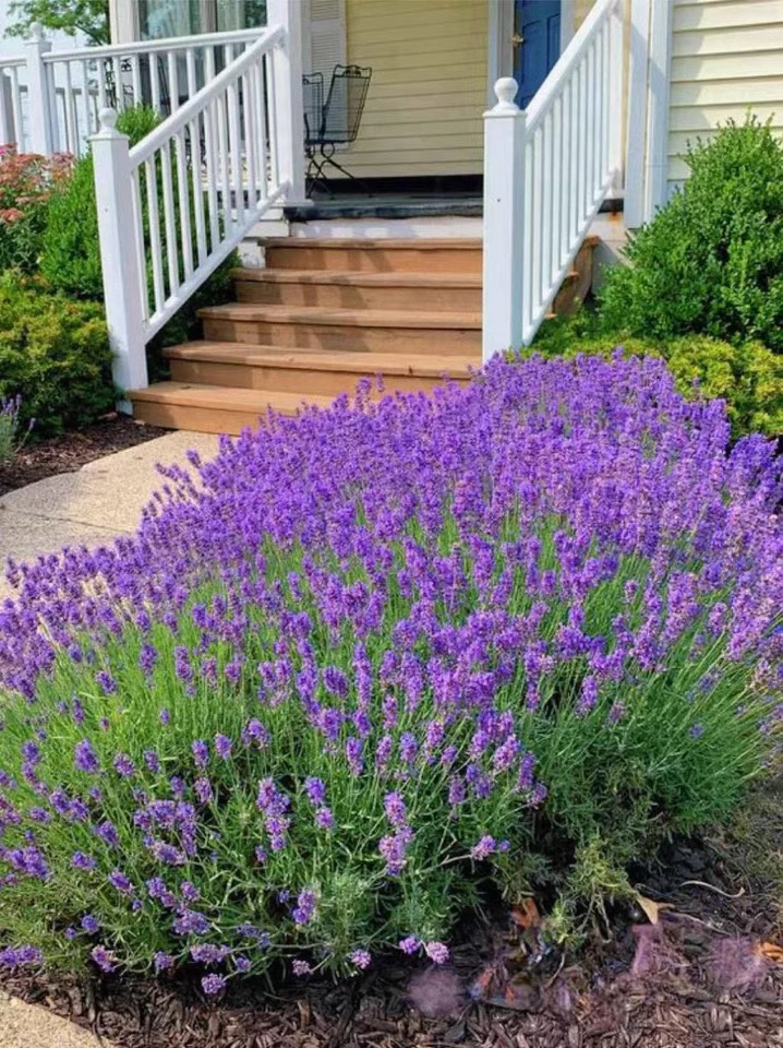 💜Nasiona Lawendy Wąskolistnej | Mrozoodporna | Wysoka Kiełkowość