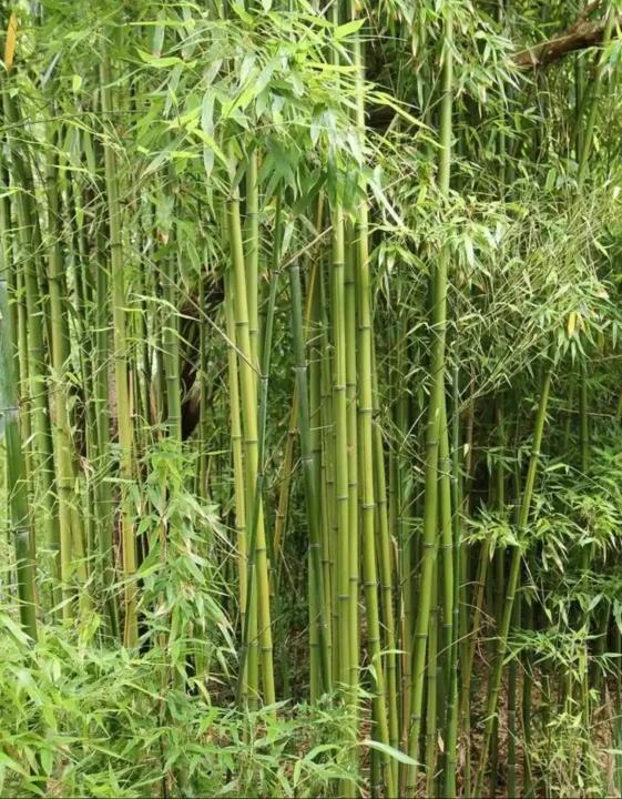 🎍 Nasiona Szczęśliwego Bambusowego Cyprysu – Wytrzymały, Łatwy w Uprawie Zimozielony Roślinny Akcent do Ogrodu i Domu