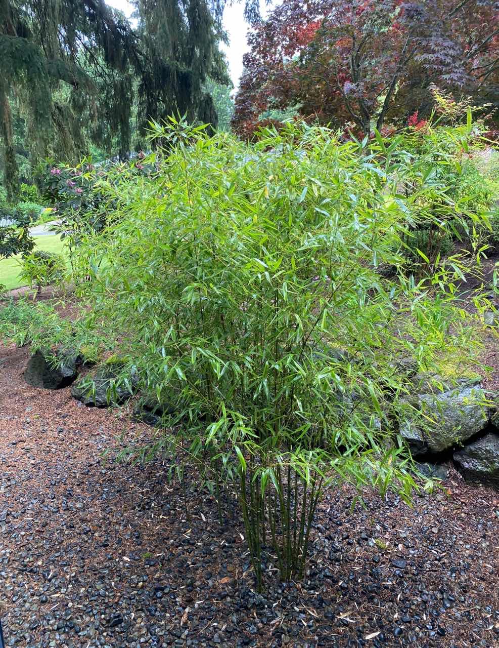 🎍 Nasiona Szczęśliwego Bambusowego Cyprysu – Wytrzymały, Łatwy w Uprawie Zimozielony Roślinny Akcent do Ogrodu i Domu