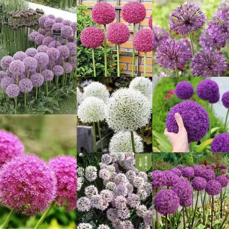 🧅 To nie cebula! To fioletowy lizak z Twojego ogrodu! 🌸