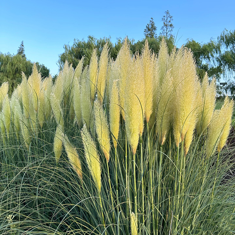 🌾Nasiona Trawy Pampasowej (Kortaderia) 🌿 – Egzotyczny Akcent w Twoim Ogrodzie