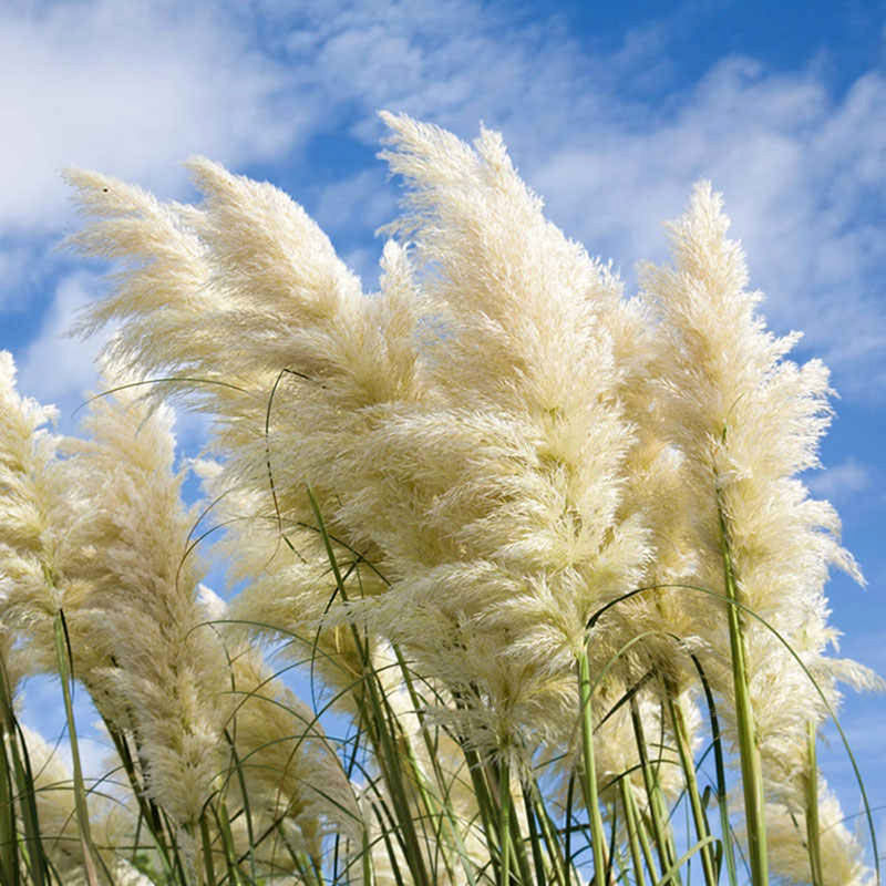 🌾Nasiona Trawy Pampasowej (Kortaderia)  🌿 – Egzotyczny Akcent w Twoim Ogrodzie