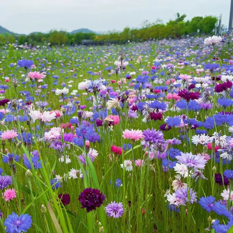 🌸Nasiona chabru błekitnego|💜Must-have na wiosnę i jesień
