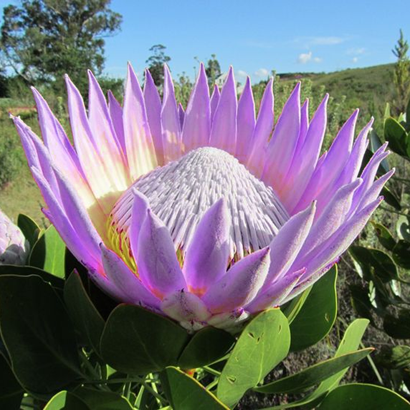 🌸【Ograniczona edycja wiosenna】👑Nasiona protei królewskiej