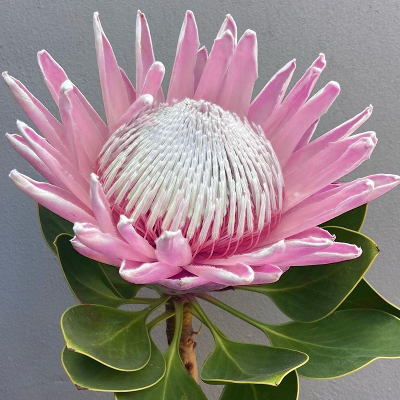 🌸【Ograniczona edycja wiosenna】👑Nasiona protei królewskiej