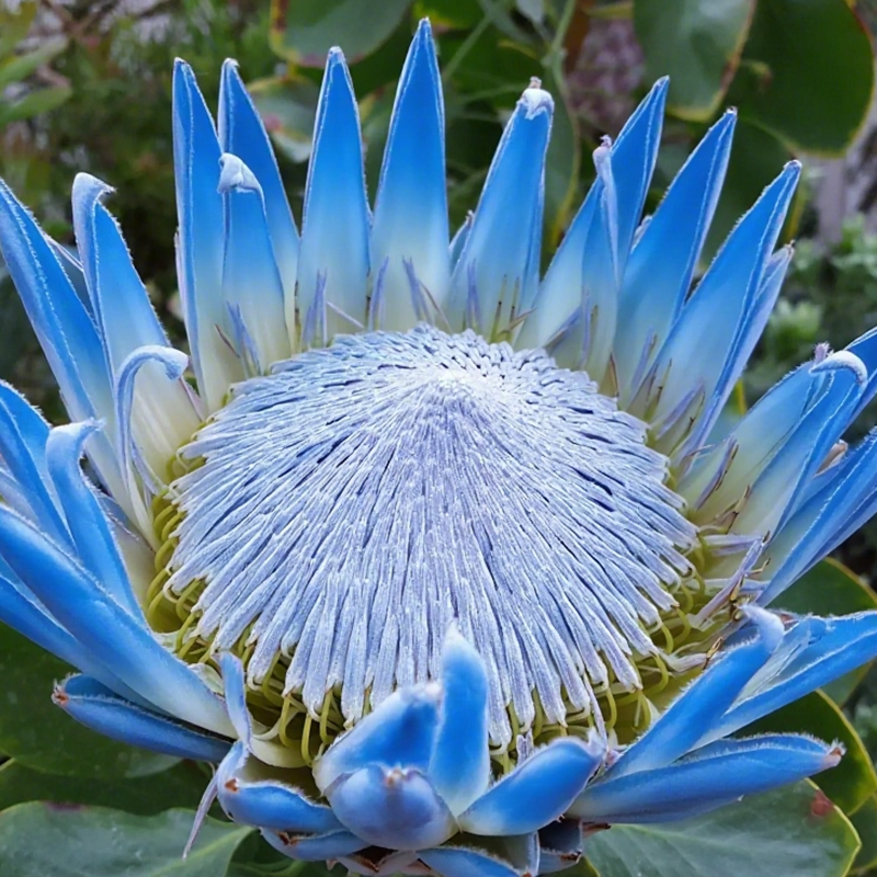 🌸【Ograniczona edycja wiosenna】👑Nasiona protei królewskiej