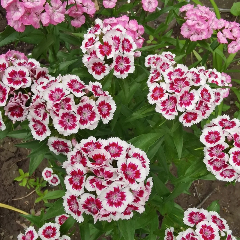 🌸 Goździki -Kolorowy Akcent w Twoim Ogrodzie!