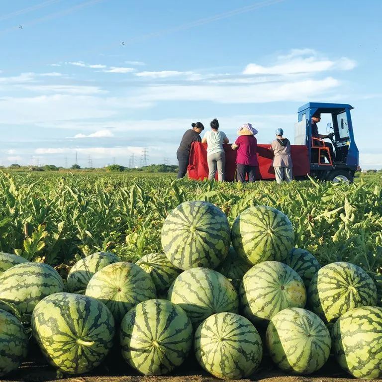 🍉Nasiona arbuza do łatwego uprawy.🌱Ostatni dzień promocji – kup jedno, dostaj jedno gratis!