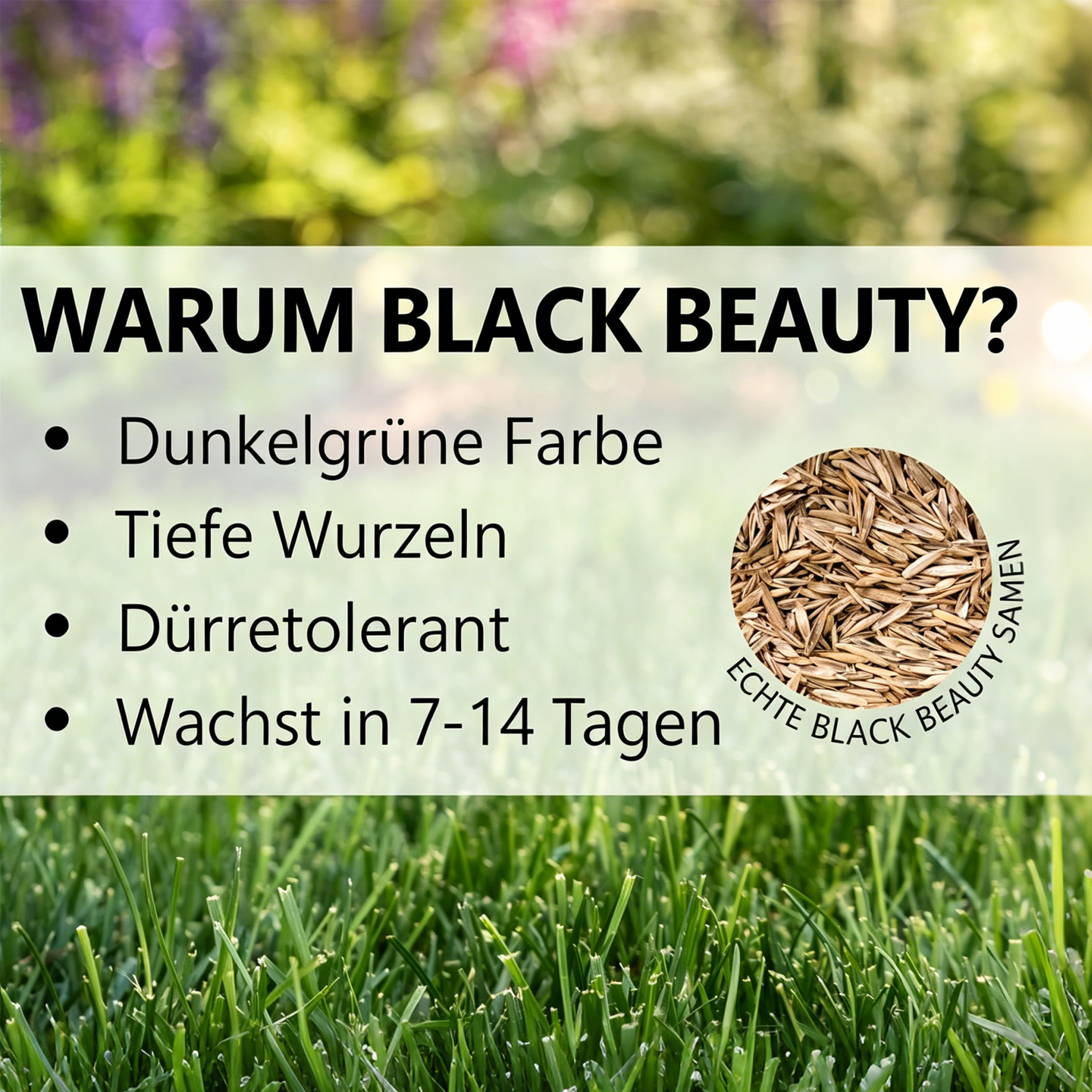 🌱Immergrünes Zwerggras-Saatgut für alle vier Jahreszeiten (2026)
