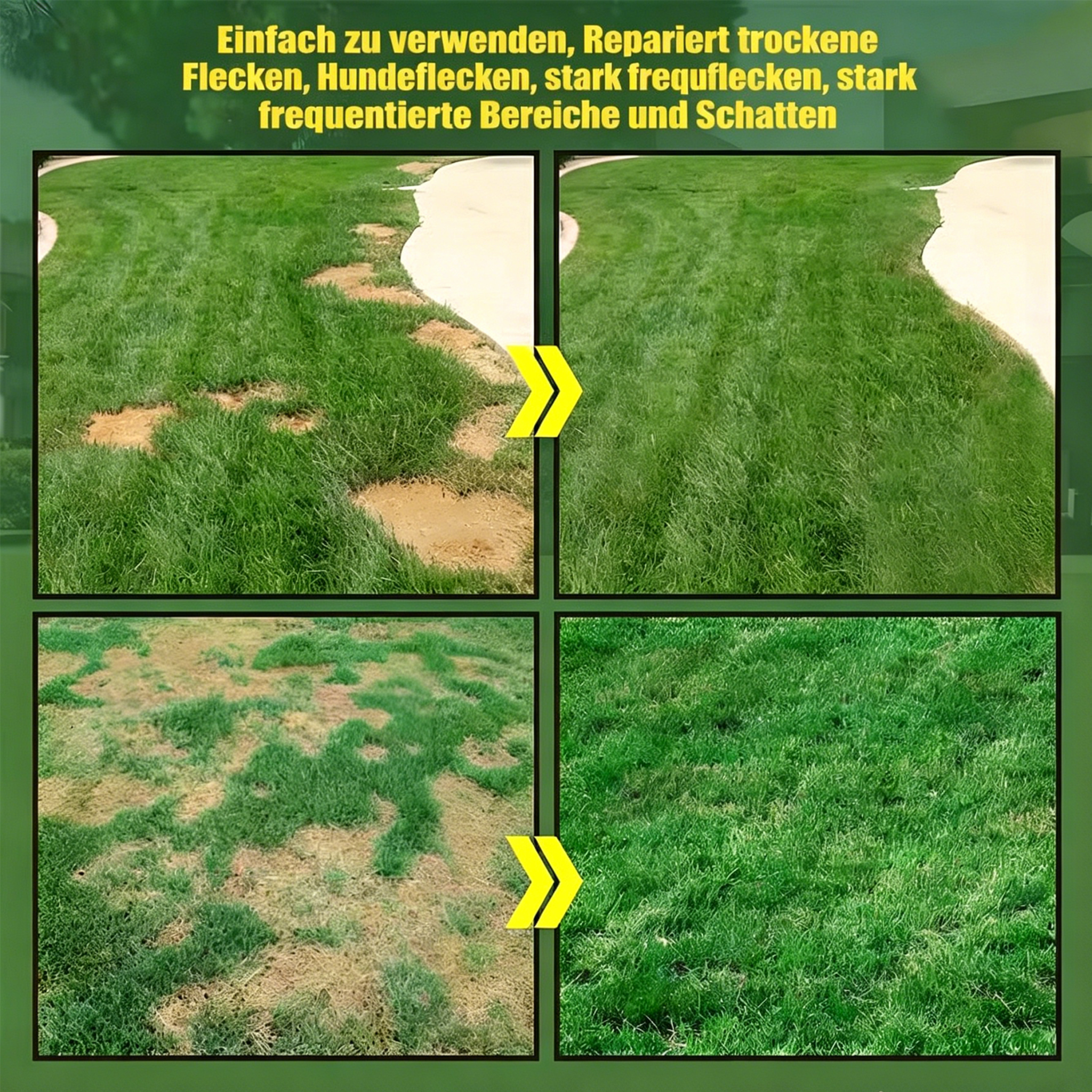 🌱Immergrünes Zwerggras-Saatgut für alle vier Jahreszeiten (2026)