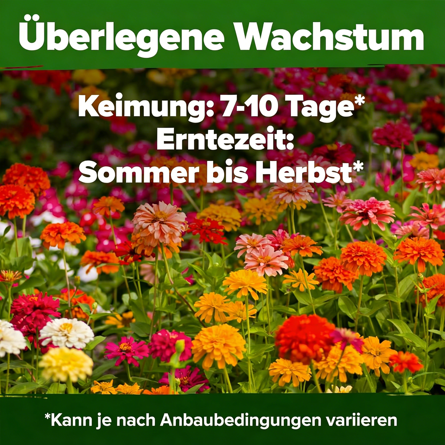Zinniensamen