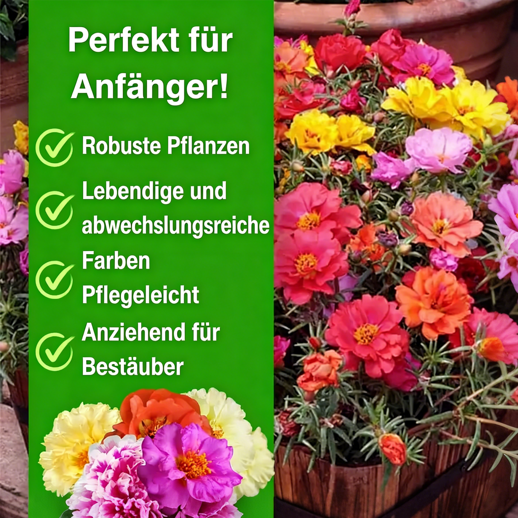 🌸 Portulakröschen-Samen – 🌿 Mehrjährige Blumensamen / Große Blüten / Pflegeleicht
