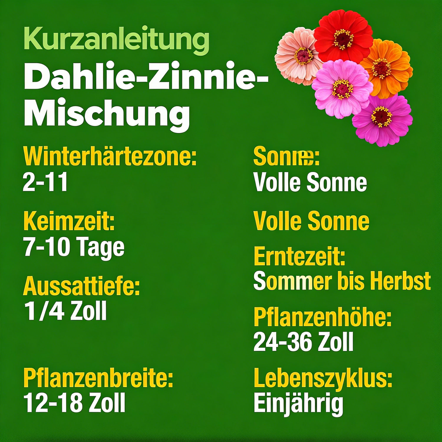 Zinniensamen