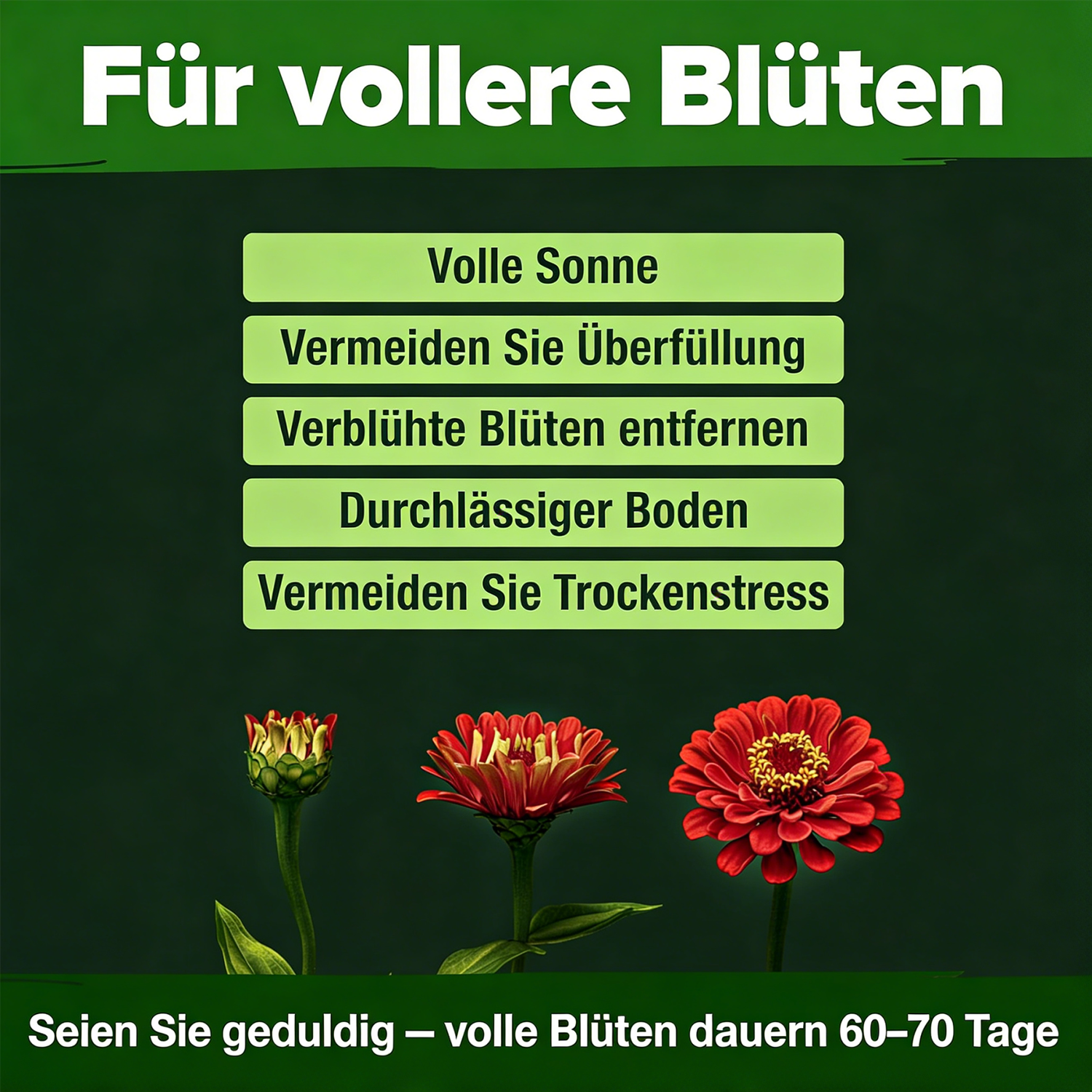 Zinniensamen