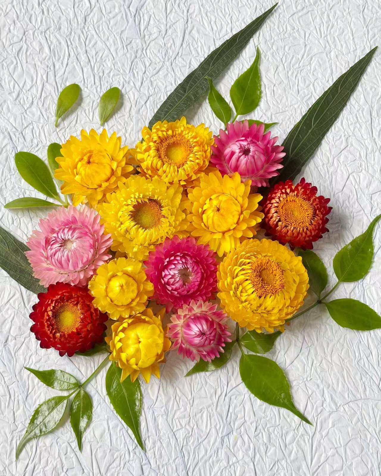 Strawflower