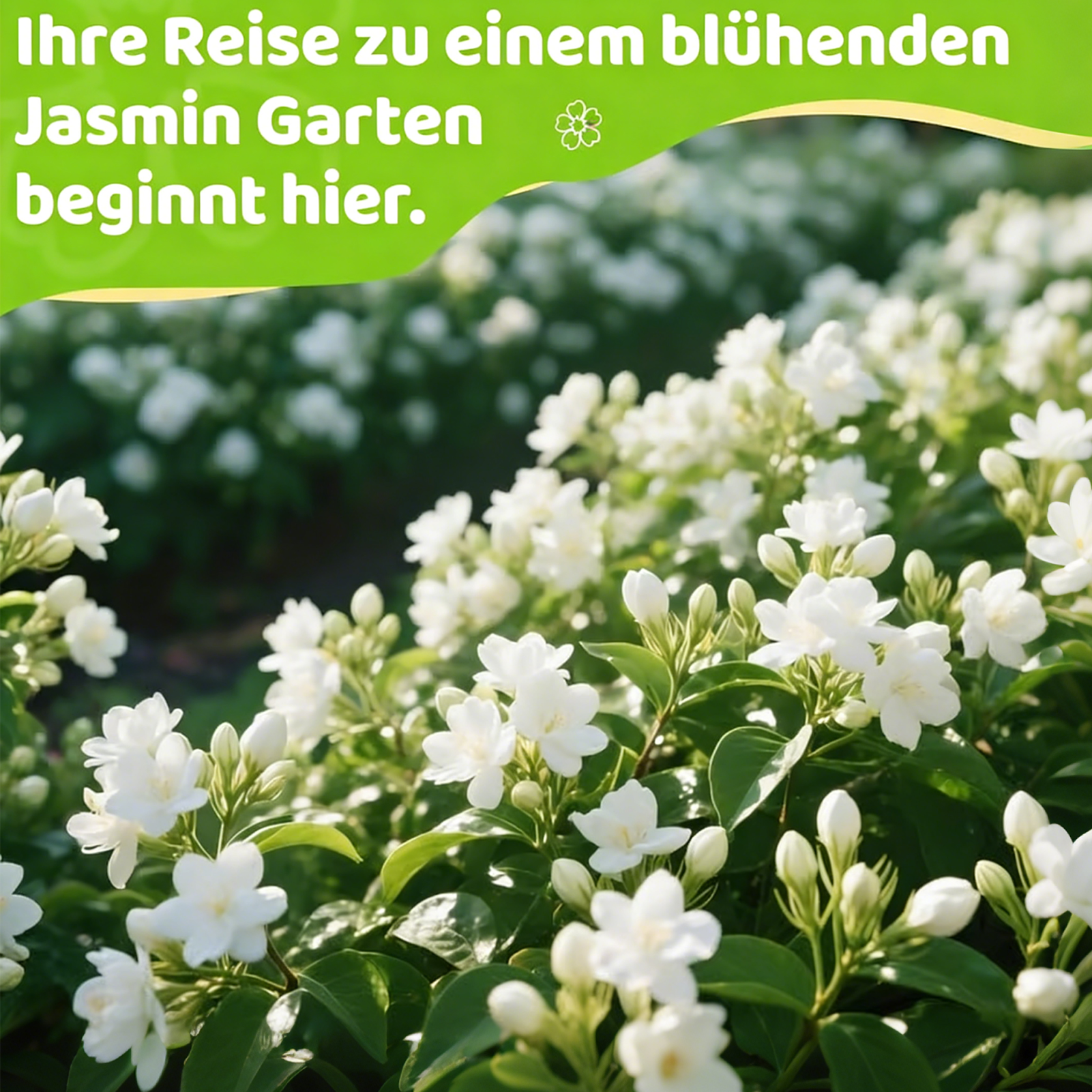 🌿❄️ FrostCharm Jasmin-Samen – Winterpflanzung, mehrjährige Blütenpracht & duftende Garteneleganz 🌸